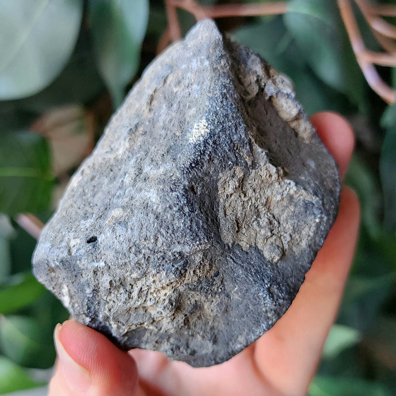 Fossil Whale Vertebrae J