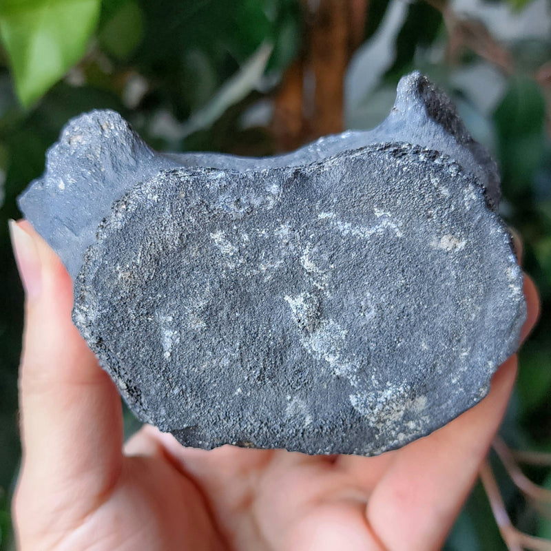 Fossil Whale Vertebrae I