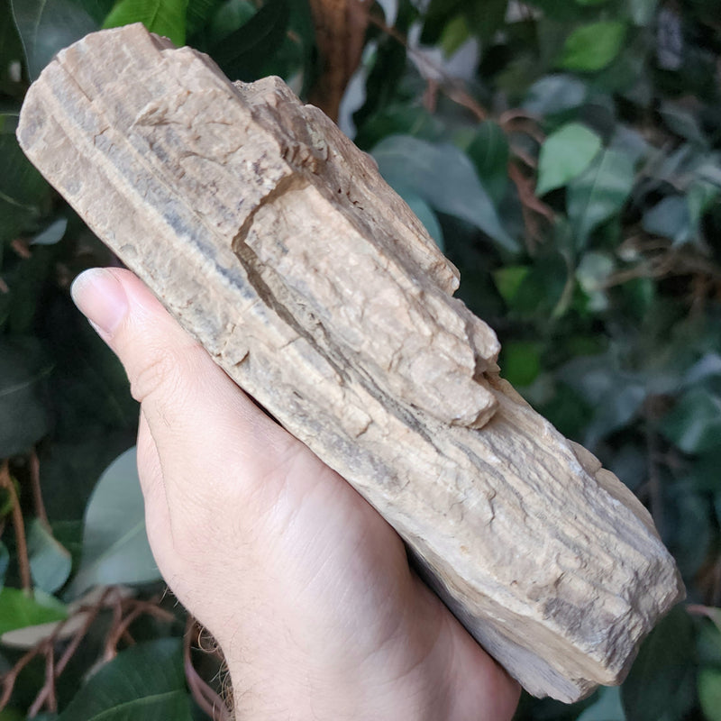 Fossil Wood O, Alberta (Ex-Museum)