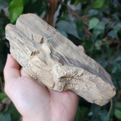 Fossil Wood O, Alberta (Ex-Museum)