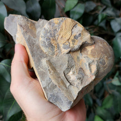 Ammonite Fossil B, Saskatchewan (Ex-Museum)