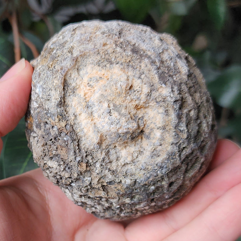 Amethyst Crystal Geode, USA