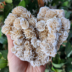 Desert Roses, A (Mexico)
