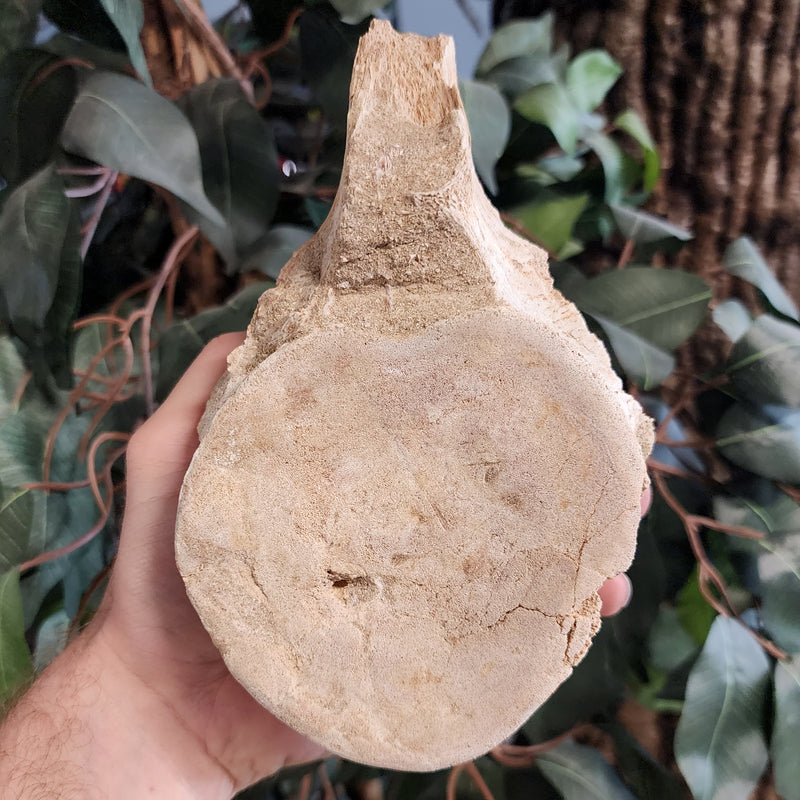 Mosasaur Vertebrae F