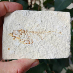 Fossil Knightia Fish, J