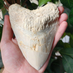 Megalodon Tooth, Carribean A (5.5