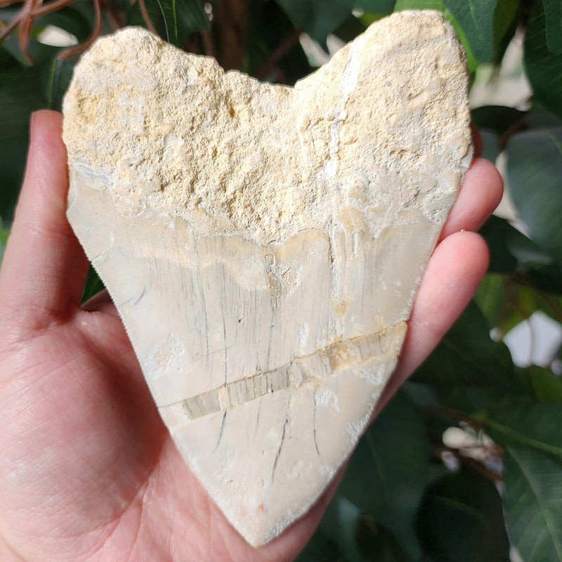 Megalodon Tooth, Carribean A (5.5")