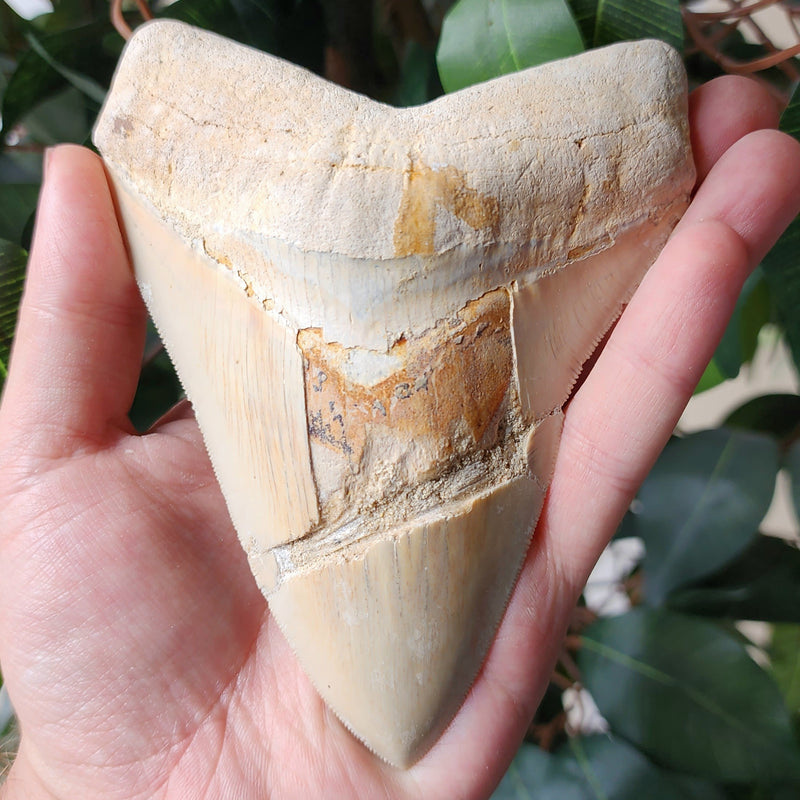 Megalodon Tooth, Carribean B (5.25")