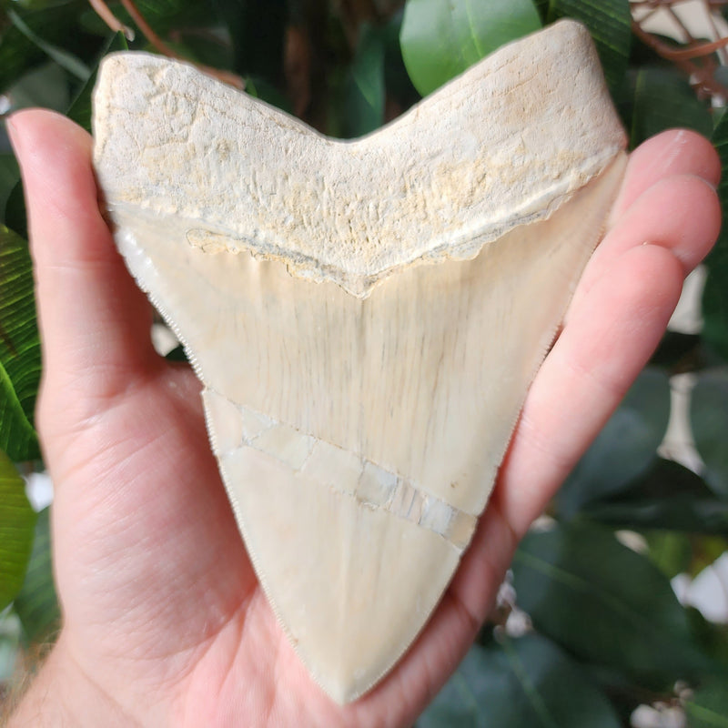 Megalodon Tooth, Carribean B (5.25")