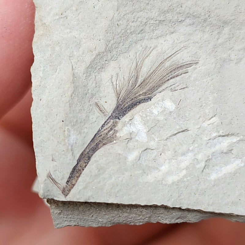 Fossil Feather