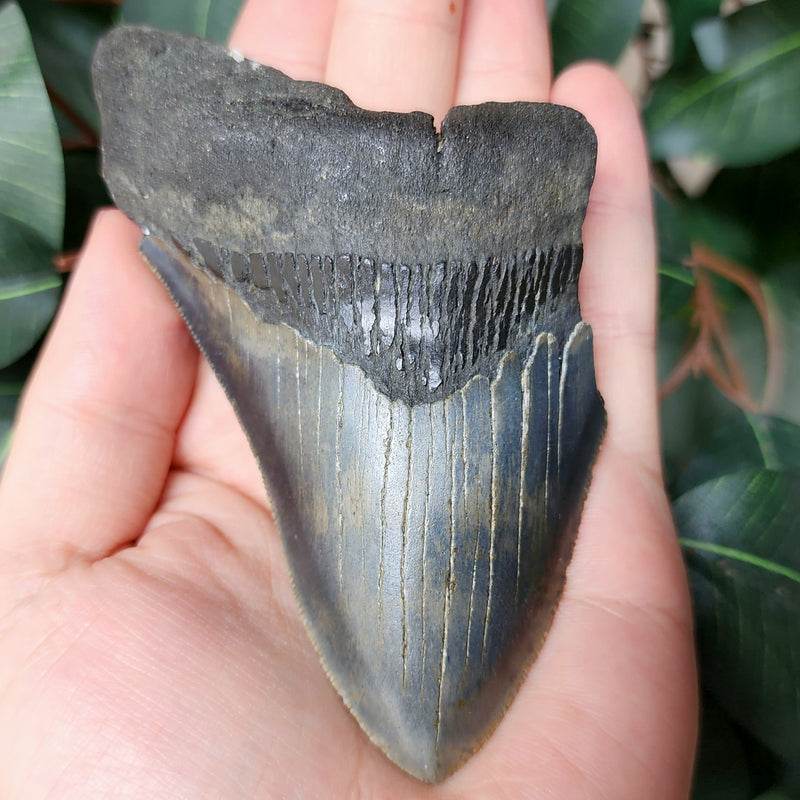 Megalodon Tooth T (4.5")