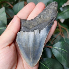 Megalodon Tooth T (4.5