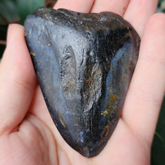 Megalodon Tooth A (3