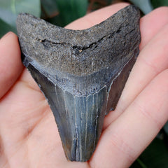 Megalodon Tooth B (2.5