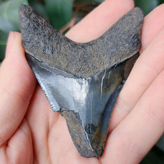 Megalodon Tooth B (2.5