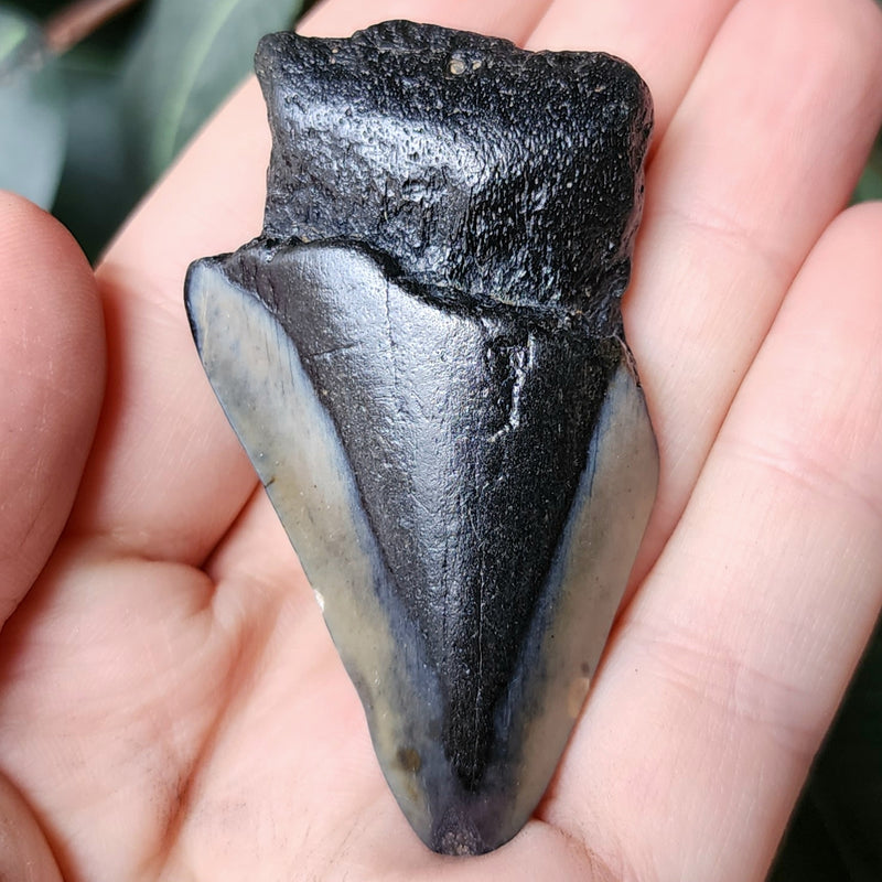 Megalodon Tooth D (2.5")