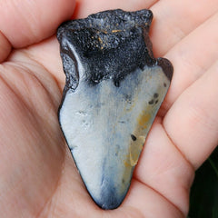 Megalodon Tooth D (2.5