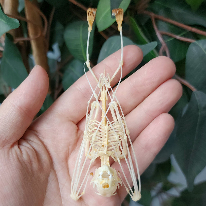 Minute Fruit Bat Skeletons (Hanging)