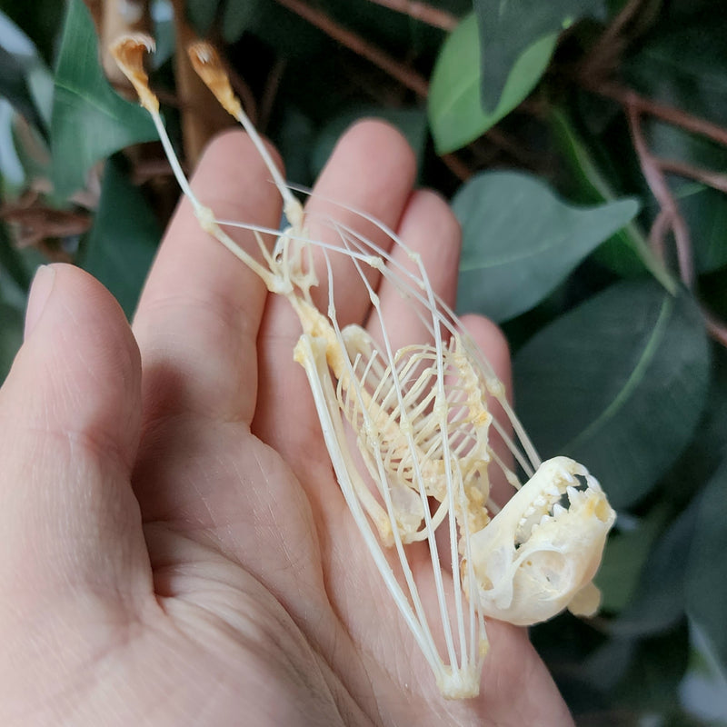 Minute Fruit Bat Skeletons (Hanging)