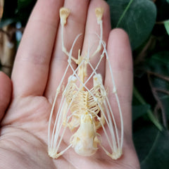 Long-Tongued Nectar Bat Skeleton (Hanging)