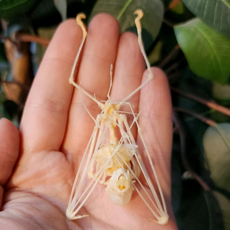 Intermediate Roundleaf Bat Skeleton (Hanging)