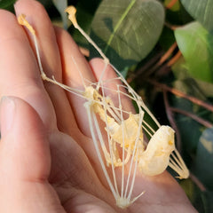 Intermediate Roundleaf Bat Skeleton (Hanging)