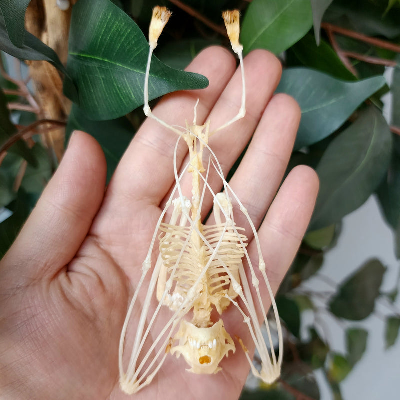 Lesser Short-Nosed Fruit Bat Skeleton (Hanging)