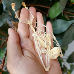 Lesser Short-Nosed Fruit Bat Skeleton (Hanging)