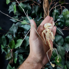 Cave Nectar Bat Skeleton (Spread)