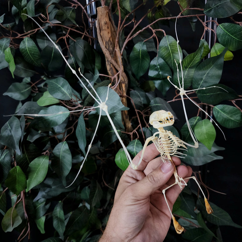 Greater Short-Nosed Fruit Bat Skeleton (Spread)