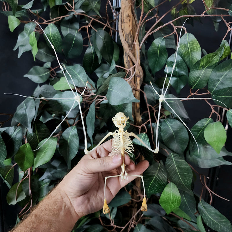 Greater Short-Nosed Fruit Bat Skeleton (Spread)