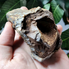 Mastodon Fossil Tooth Fragment B