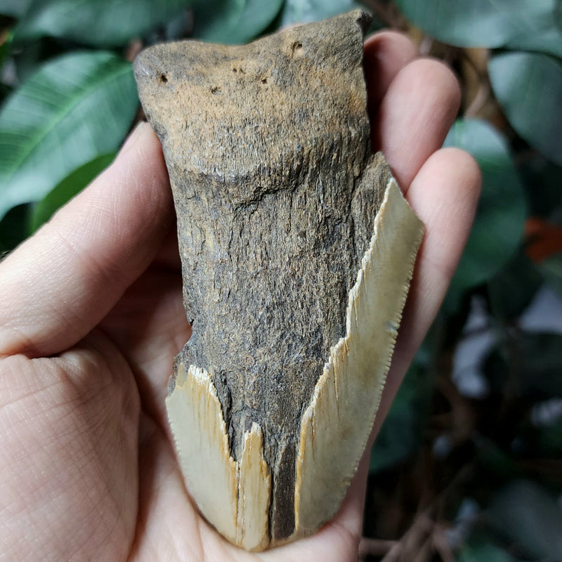 Megalodon Tooth E (4.25")