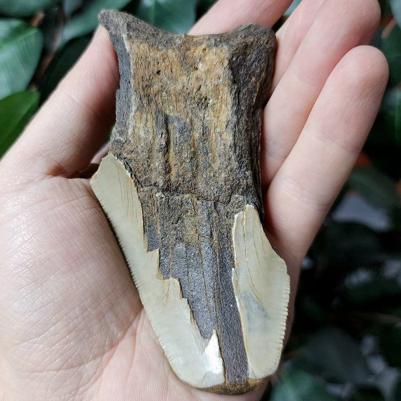 Megalodon Tooth E (4.25")