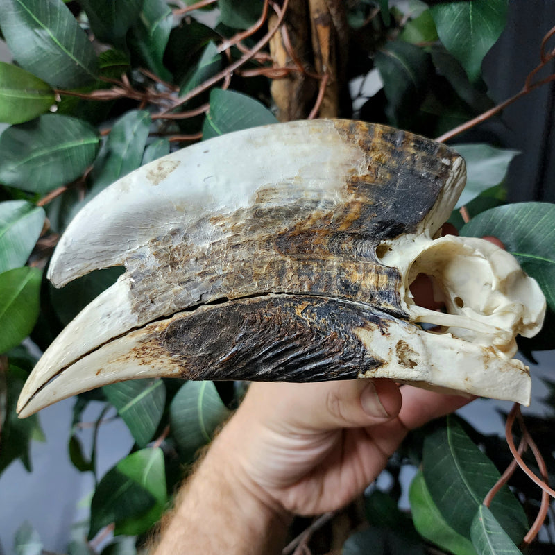 White-Thighed Hornbill Skulls, Male