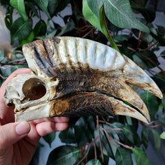 White-Thighed Hornbill Skulls, Male