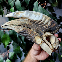 White-Thighed Hornbill Skulls, Male