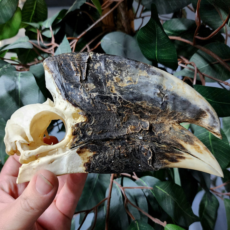 White-Thighed Hornbill Skulls, Male