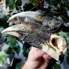 White-Thighed Hornbill Skulls, Male