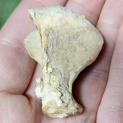 Tiger Claw, Antique D (1.75