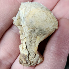 Tiger Claw, Antique E (1.6