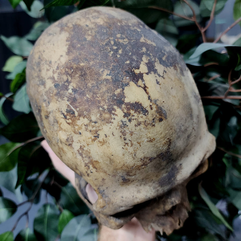 Haitian Voodoo Skull A (Ex-Museum)