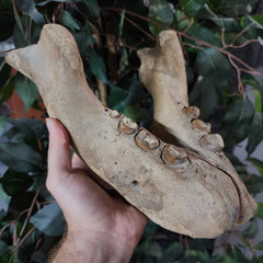 Fossil Walrus Jaw (Ex-Museum)