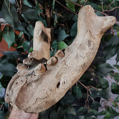 Fossil Walrus Jaw (Ex-Museum)