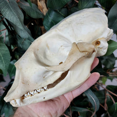 Harp Seal Skull (Ex-Museum)