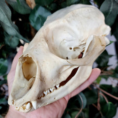 Harp Seal Skull (Ex-Museum)