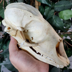 Harp Seal Skull (Ex-Museum)