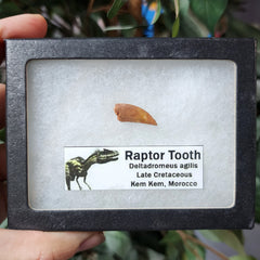 Raptor Dinosaur Tooth J, XL (Morocco)