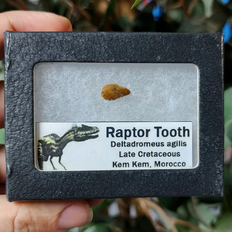 Raptor Dinosaur Tooth I (Morocco)