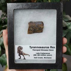 Tyrannosaurus Rex Bone, Frame J